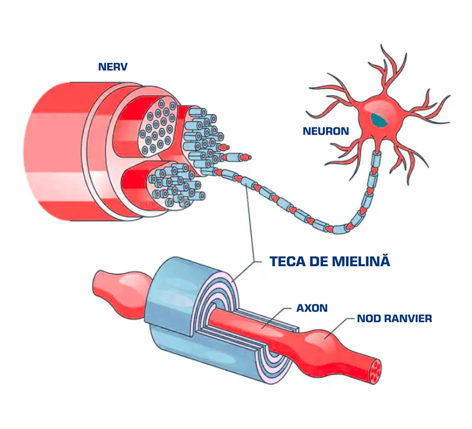 neuron