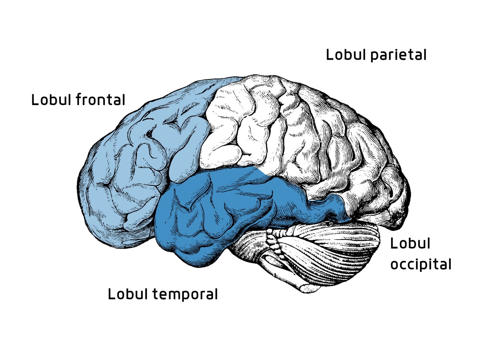 lobii creierului